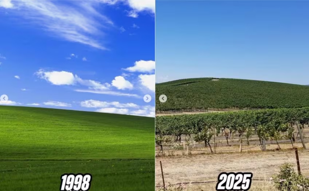 Це фото бачив кожен - і тепер люди в шоці: як зараз виглядає легендарний пагорб із Windows XP